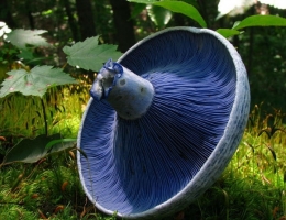Млечник голубой – гриб с фото и описанием