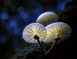 Фарфоровый гриб – гриб с фото и описанием