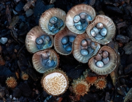 Бокальчик полосатый – гриб с фото и описанием