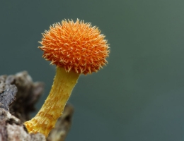 Cyptotrama Aspratum – гриб с фото и описанием