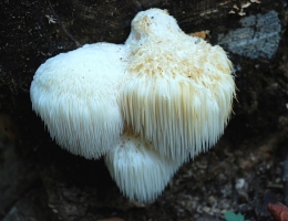 Ежевик коралловидный – гриб с фото и описанием