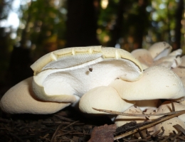 Альбатреллус краснеющий – гриб с фото и описанием
