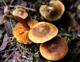 Агроцибе стоповидный – гриб с фото и описанием