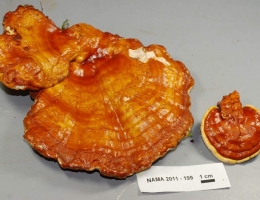 Антродия камфорная – гриб с фото и описанием