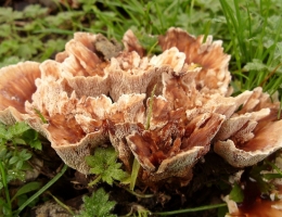 Абортипорус – гриб с фото и описанием