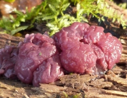 Аскокорине мясная – гриб с фото и описанием