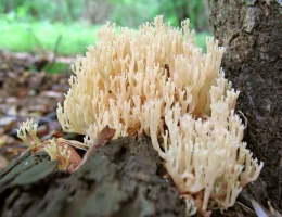 Артомицес крыночковидный – гриб с фото и описанием