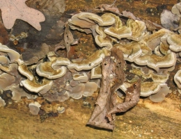 Аурикулярия пленчатая – гриб с фото и описанием
