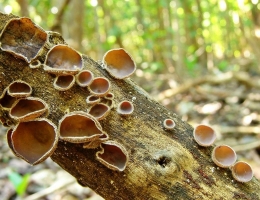Аурикулярия густоволосистая – гриб с фото и описанием