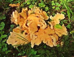 Альбатреллус сливающийся – гриб с фото и описанием