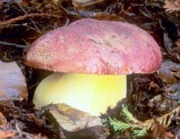 Боровик королевский – гриб с фото и описанием