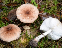 Белонавозник Пилата – гриб с фото и описанием