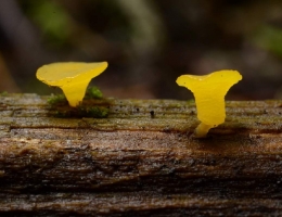 Биспорелла лимонная – гриб с фото и описанием