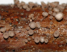 Бруннипила скрытая – гриб с фото и описанием