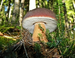 Белый гриб еловый – гриб с фото и описанием
