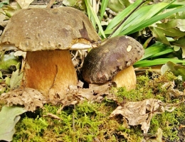 Болет полубронзовый – гриб с фото и описанием