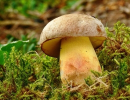 Боровик Фехтнера – гриб с фото и описанием