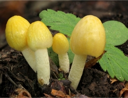 Больбитус золотистый – гриб с фото и описанием
