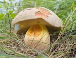 Болет глубокоукореняющийся – гриб с фото и описанием