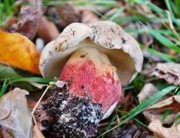 Болет красивоножковый – гриб с фото и описанием