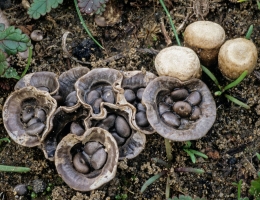 Бокальчик навозный – гриб с фото и описанием