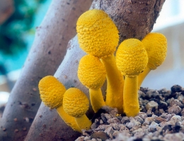 Белонавозник Бирнбаума – гриб с фото и описанием