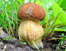 Боровик сетчатый – гриб с фото и описанием