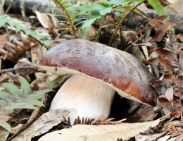 Болет бронзовый – гриб с фото и описанием