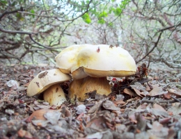 Боровик Берроуза – гриб с фото и описанием