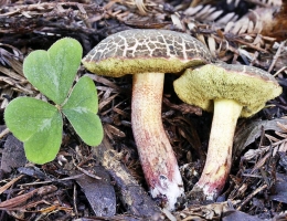 Боровик пороспоровый – гриб с фото и описанием