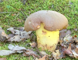 Боровик придаточковый – гриб с фото и описанием