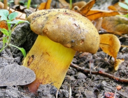 Моховик припорошенный – гриб с фото и описанием