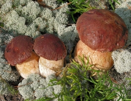 Белый гриб сосновый – гриб с фото и описанием