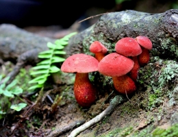 Боровик двуцветный – гриб с фото и описанием