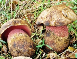 Боровик прекрасный – гриб с фото и описанием