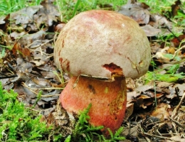 Боровик ле Галь – гриб с фото и описанием