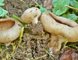 Блюдцевик жилковатый – гриб с фото и описанием