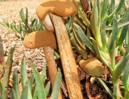 Баттаррея весёлковая – гриб с фото и описанием