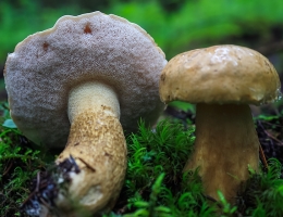 Желчный гриб – гриб с фото и описанием