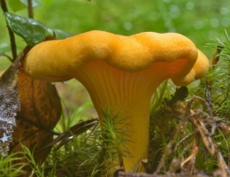 Лисичка обыкновенная – гриб с фото и описанием