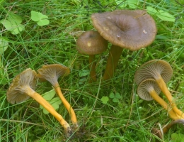Лисичка трубчатая – гриб с фото и описанием